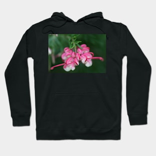 Grevillea ice cream Hoodie